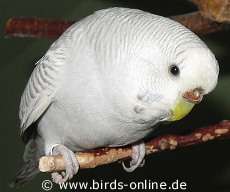 Rohanna