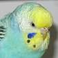 Tara