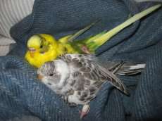 Vorlage zum Portr�t von Indira und Shiva