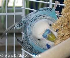 Hier kommt Bilbo!