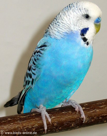 Bilbo