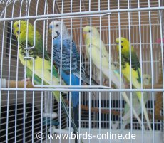 Die f�nf Geretteten