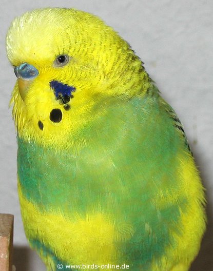 Bono