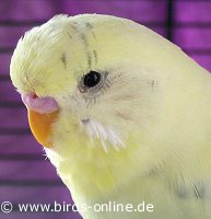 Kenny im Portr�t
