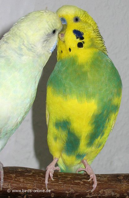 Minti & Bono