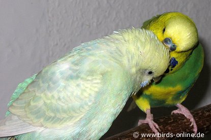 Minti & Bono