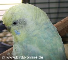 Die sch�ne Minti