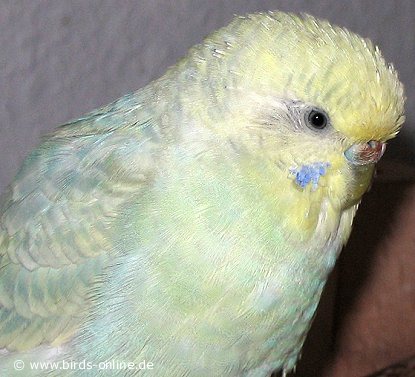 Minti