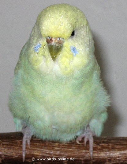 Minti