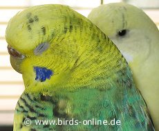 Shannon ist schl�frig