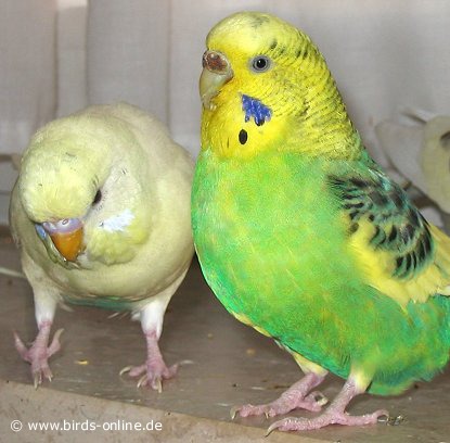 Minti & Bono