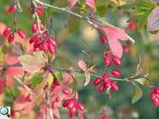 Unreife Berberitzen-Beeren