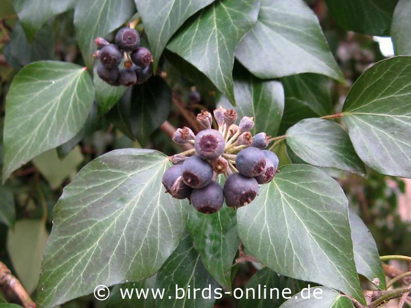Inedible berries Common ivy Healthy nutrition for budgies Birds Online