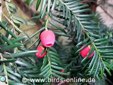 Eibe