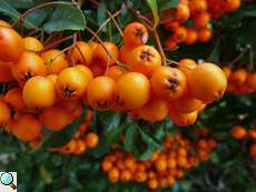 Firethorn