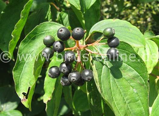Cornus