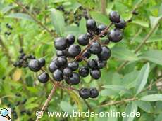 Ligusterbeeren