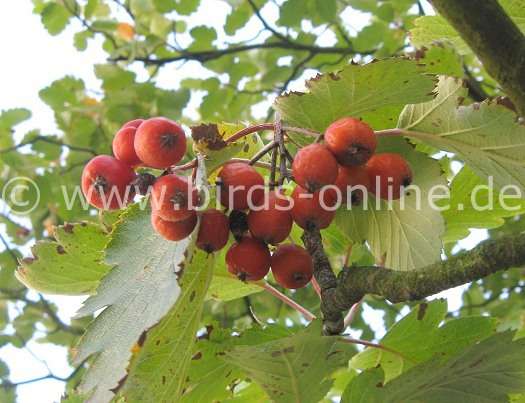 Mehlbeeren