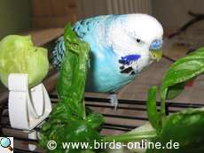 Wellensittich mit Frischkost
