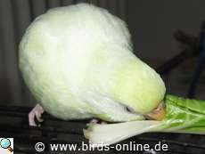 Wellensittich frisst Mangold