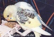 Was ist da wohl im Napf?