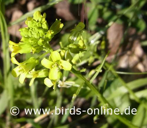 Worm-seed mustard