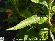 Purpur-Sonnenhut, Blatt