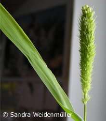 Millet
