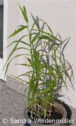 Millet