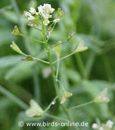Hirtent�schelkraut