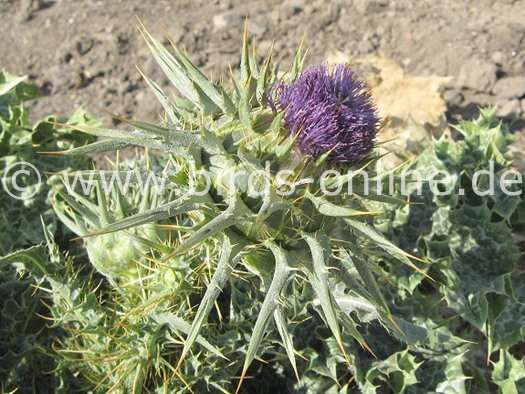 Mariendistel