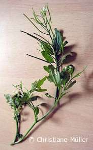 Rauhaarige G�nsekresse