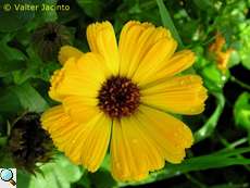 Pot marigold