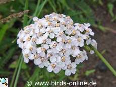 Schafgarbe