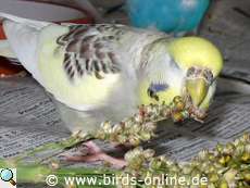 Wellensittich frisst Sorghum