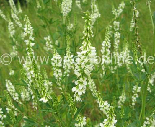 Wei&szlig;er Steinklee mit Bl�ten