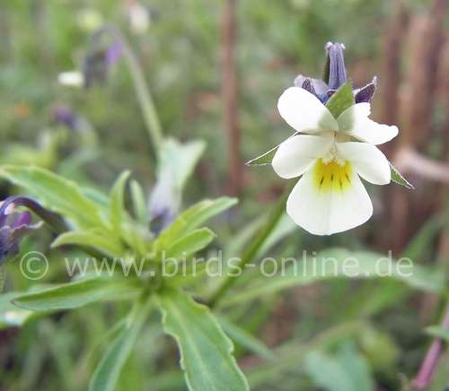 Wild pansy