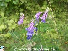 Flowers of the Cow vetch