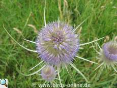 Teasel