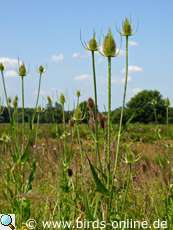 TEasel