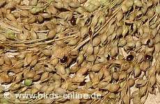 Schwarze Hirse bzw. Broomcorn