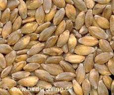 external image einkorn01.jpg