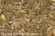 Gr&uuml;nkern