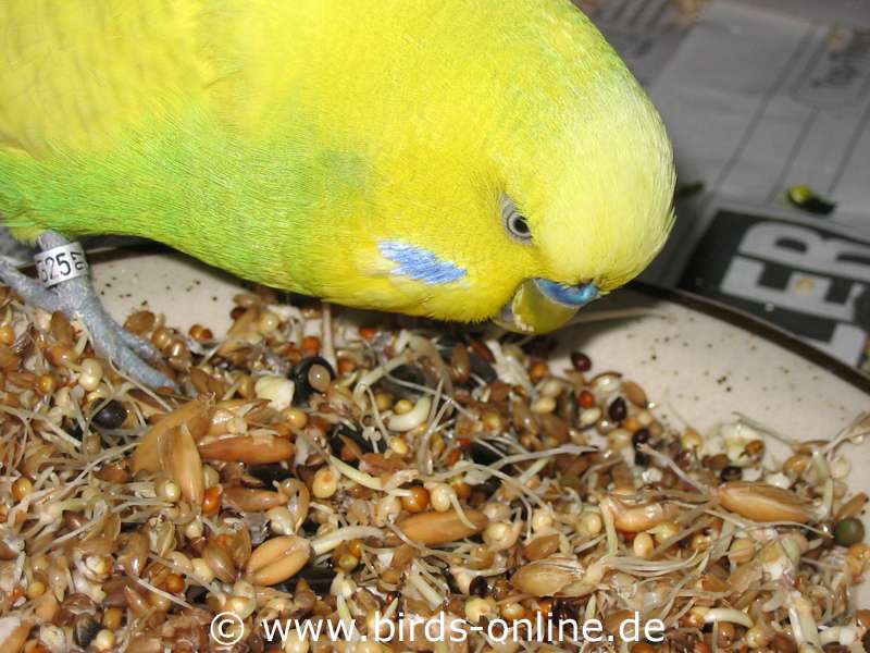 Sprouted seeds Healthy nutrition for budgies Birds Online