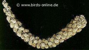 Yellow millet