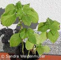 Quinoa plant