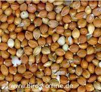 Rote Mannahirse