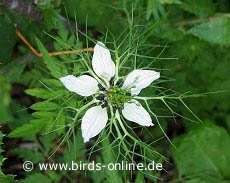 Schwarzk�mmel-Bl�te