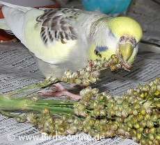 Wellensittich frisst Sorghum