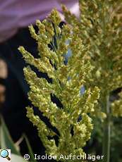 Sorghum auf dem Feld